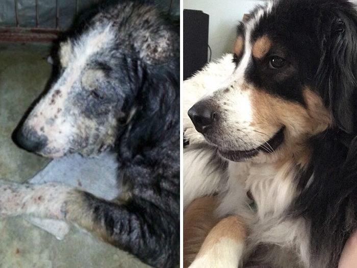 11 imágenes de perros rescatados que confirman que el amor salva