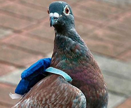 La predilección del narco por los animales que transportan droga