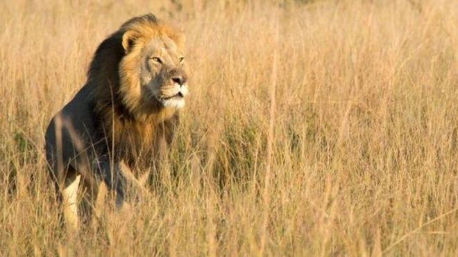 La muerte de Xanda, el hijo de Cecil el león, a manos de otro cazador de trofeos en Zimbabue