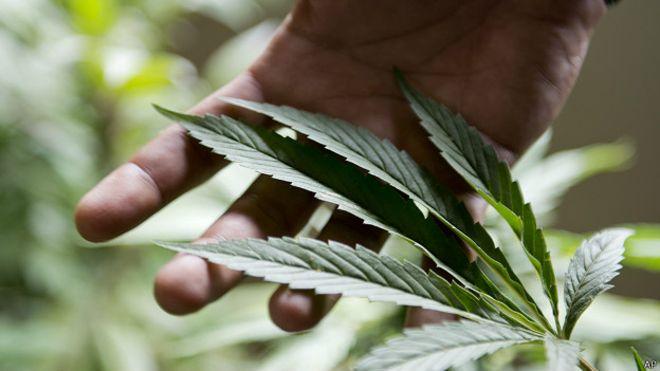 Uruguay abre el registro de clubes que quieren cultivar marihuana