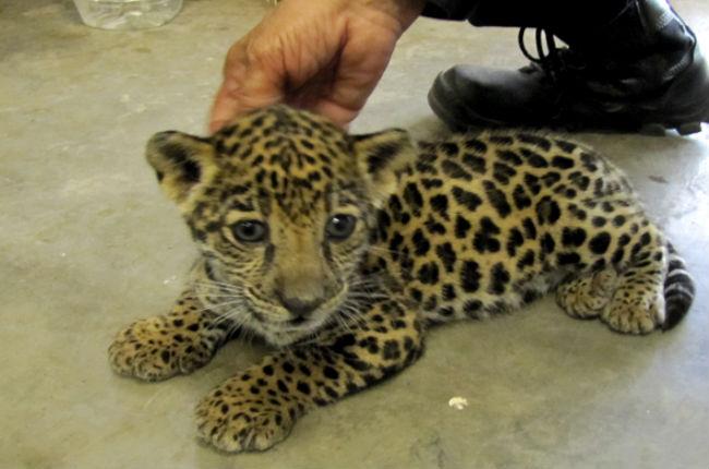 Envían cachorro de jaguar del DF a Culiacán… ¡por paquetería!