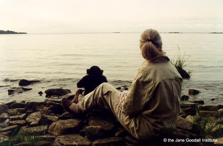 Jane Goodall: la doctora que habla con los chimpancés