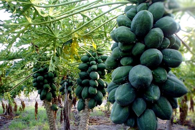 Retiran cocteles en EU por temor a salmonela en papaya mexicana