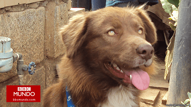 La increíble historia del perro callejero más caro del mundo