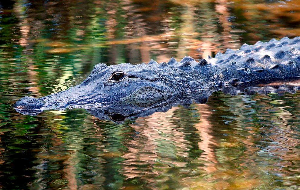 Un caimán mata a un niño de dos años en un spa de Disney en Florida