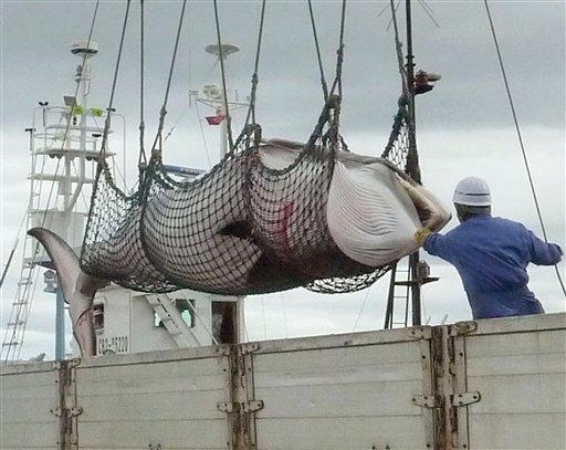Japón cancela caza de ballenas en Antártida