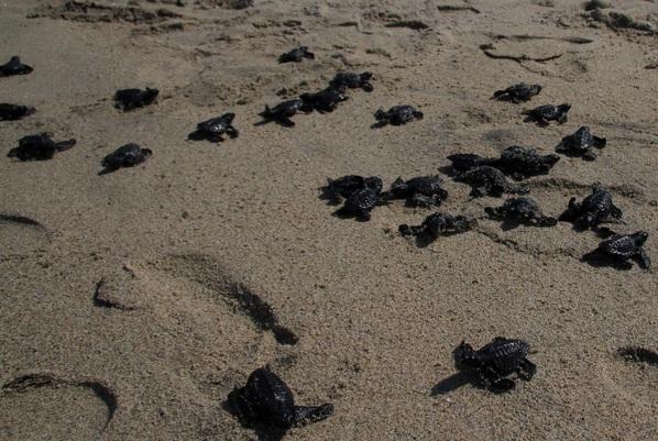Roban arena en zona de tortugas en peligro de extinción en Cozumel