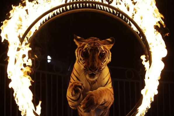 Hoy entra en vigor la ley que prohíbe animales salvajes en circos