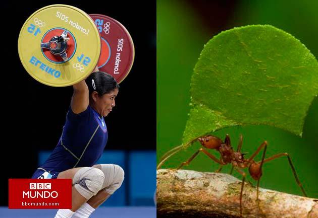 Los animales que ganarían más medallas que Bolt y Phelps juntos
