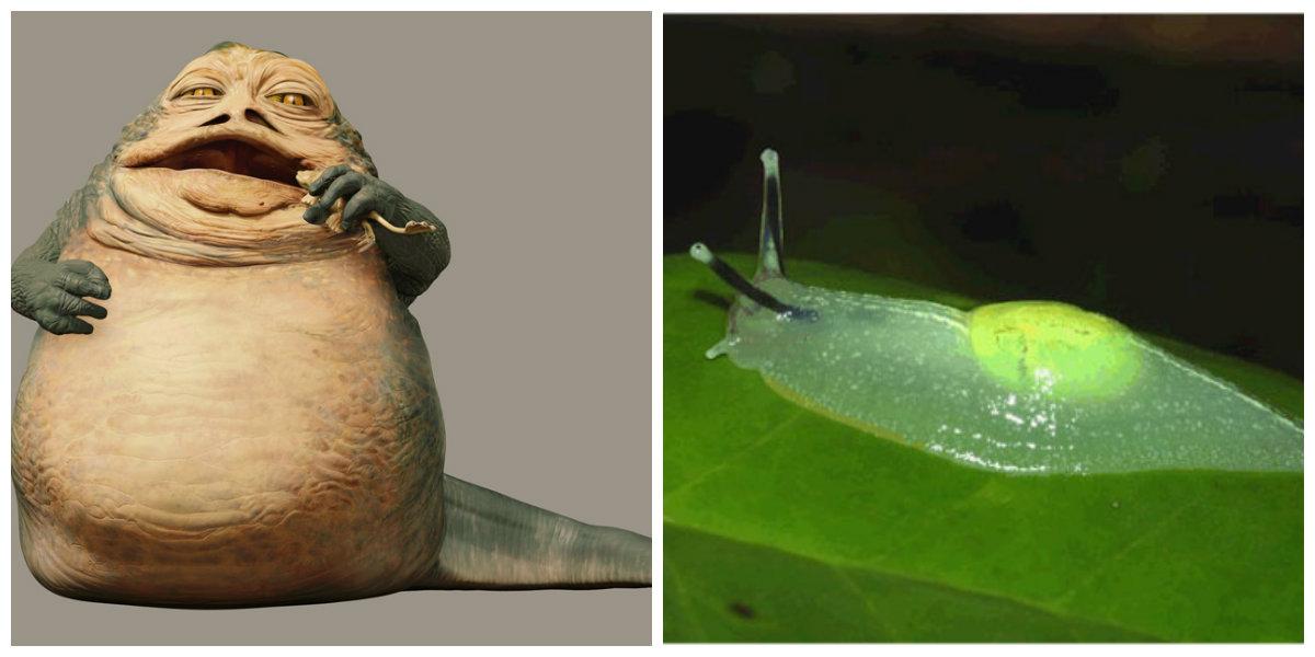 5 alienígenas de la Guerra de las Galaxias que “existen” en la vida real