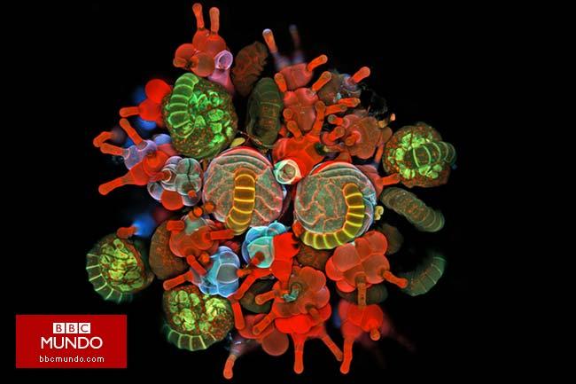 En fotos: las maravillas del mundo microscópico