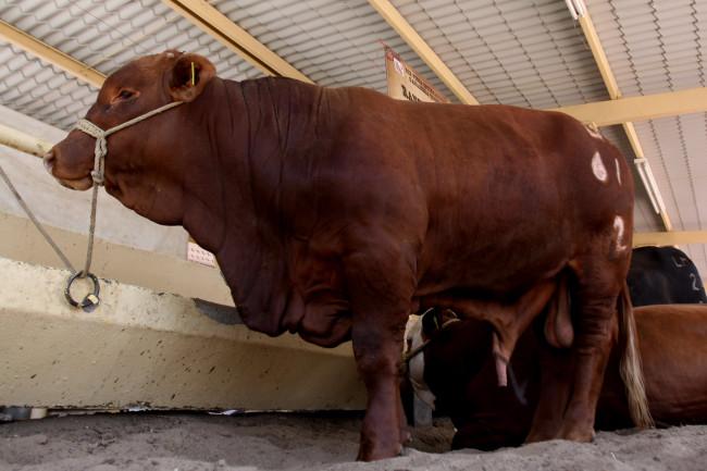 Liconsa compra leche ficticia en Guanajuato y luego castiga a los denunciantes