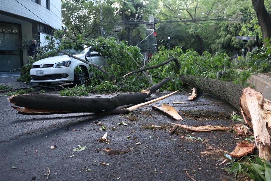 Mal clima en la CDMX: Fuertes vientos derriban 230 árboles, 25 espectaculares y 18 lonas