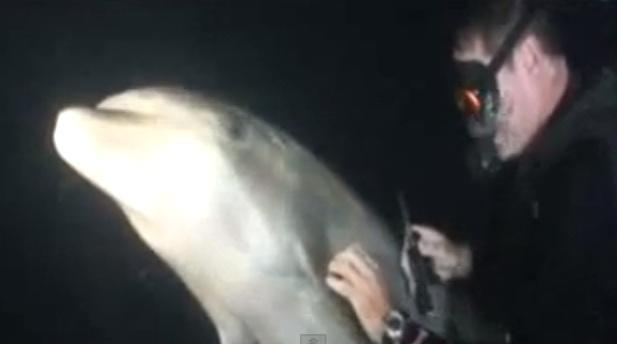 Delfín pide ayuda a buzo