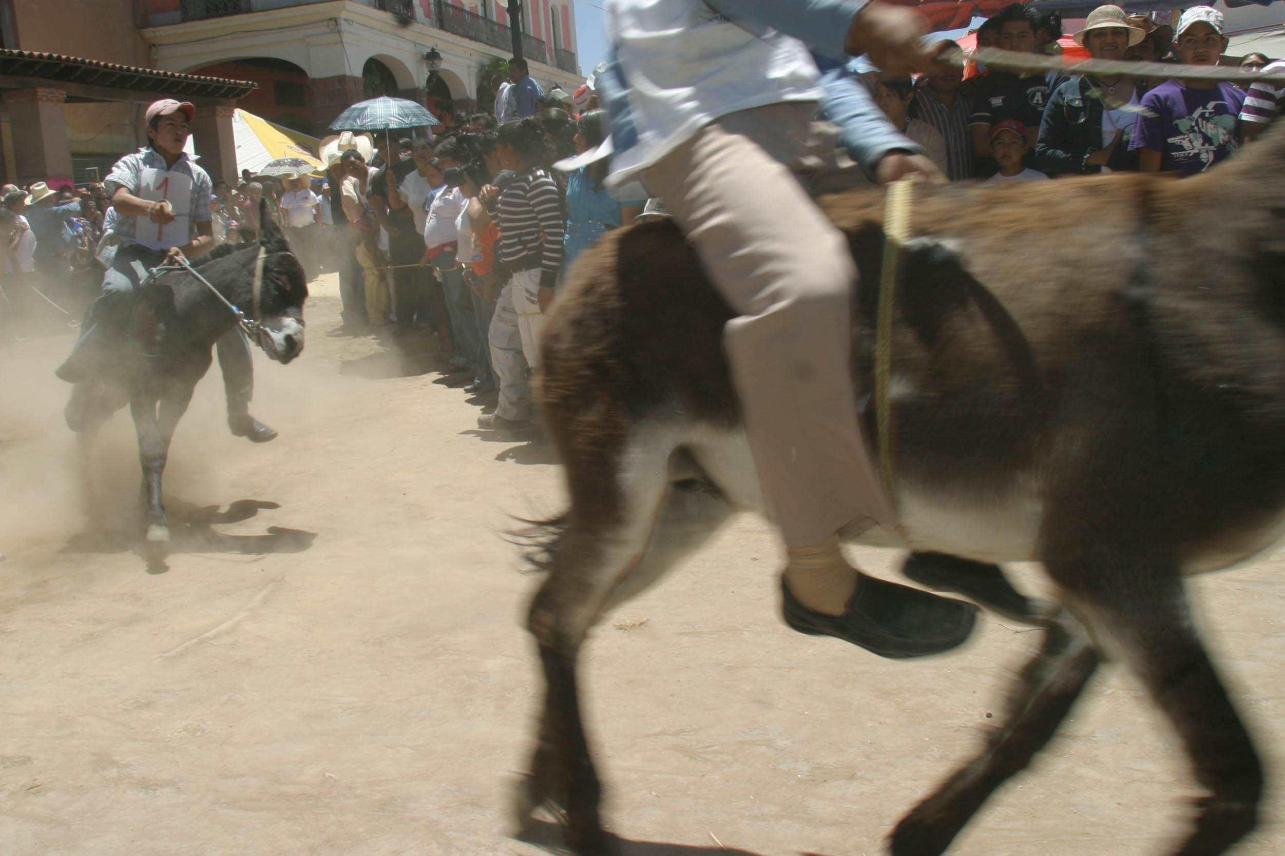 Donan 26 burros para que niños acudan a clases en Guanajuato