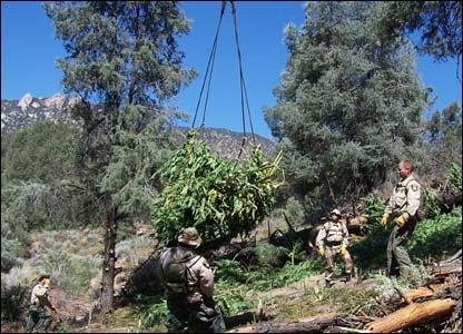 Iniciativa para regular mariguana en México
