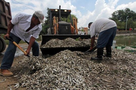 La muerte de peces en Jalisco se deben a una “contingencia ambiental”, no a un “fenómeno natural”