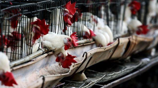 10 productos de EU de los que dependen millones de mexicanos y que corren riesgo por Trump