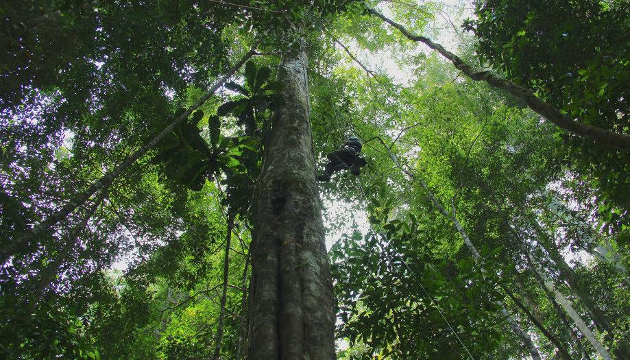El concierto de la naturaleza: un viaje sonoro por las selvas ecuatoriales