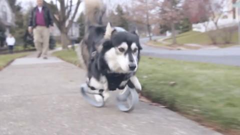 Un perro corre por primera vez gracias a una impresión 3D