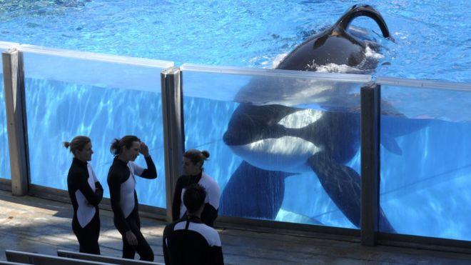 California prohíbe el uso de orcas en espectáculos y su crianza en cautividad