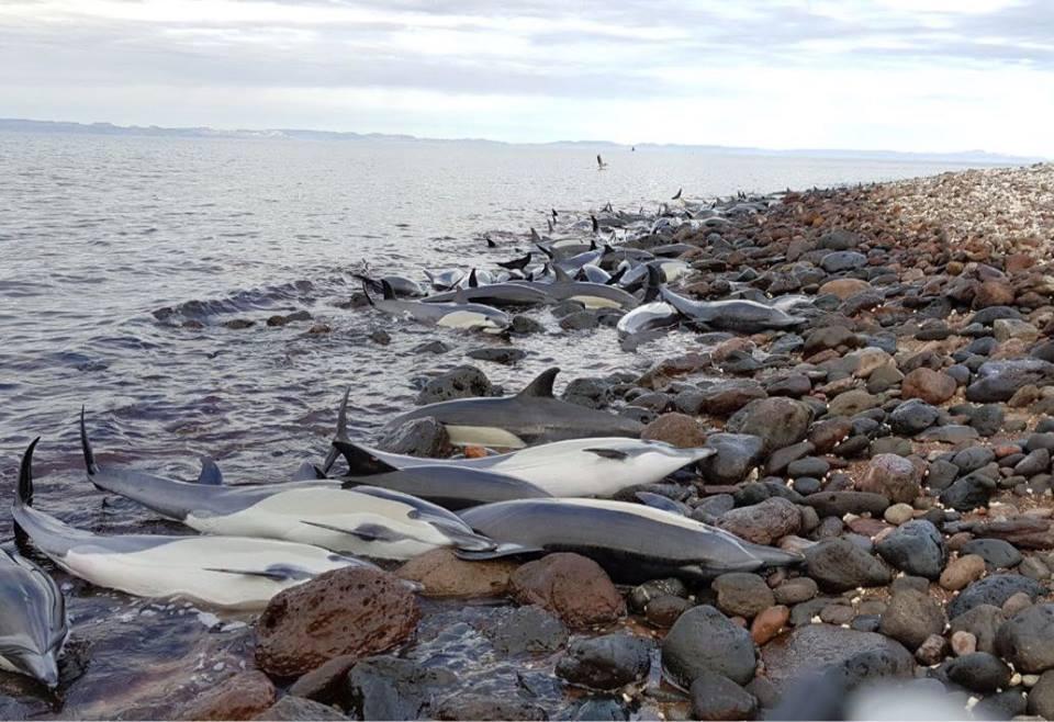 ¿Ataque entre delfines? Indagan en BCS la razón por la que murieron 21 ejemplares