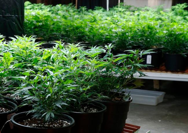 Colorado se prepara para venta legal de mariguana