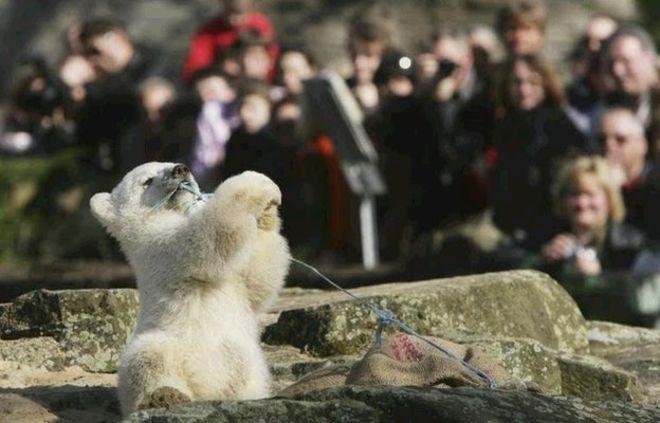Revelan qué mató a Knut, el oso polar más famoso del mundo