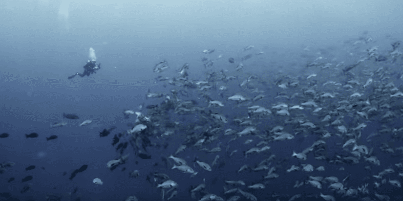 El desove, ¿por qué es importante para los ecosistemas marinos?
