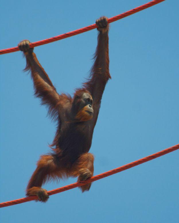 Rocky, el orangután que pronuncia la “A” como si fuera humano