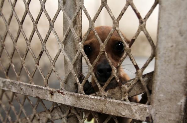 Por fin: electrocutar perros para asesinarlos queda prohibido en México