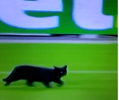 El gato negro que invadió el Camp Nou