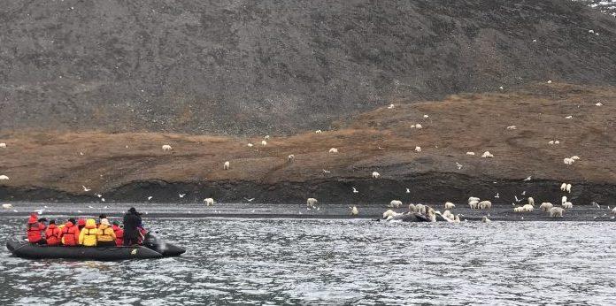 Cambio climático causa que casi 600 osos polares se hacinen en una isla para buscar comida
