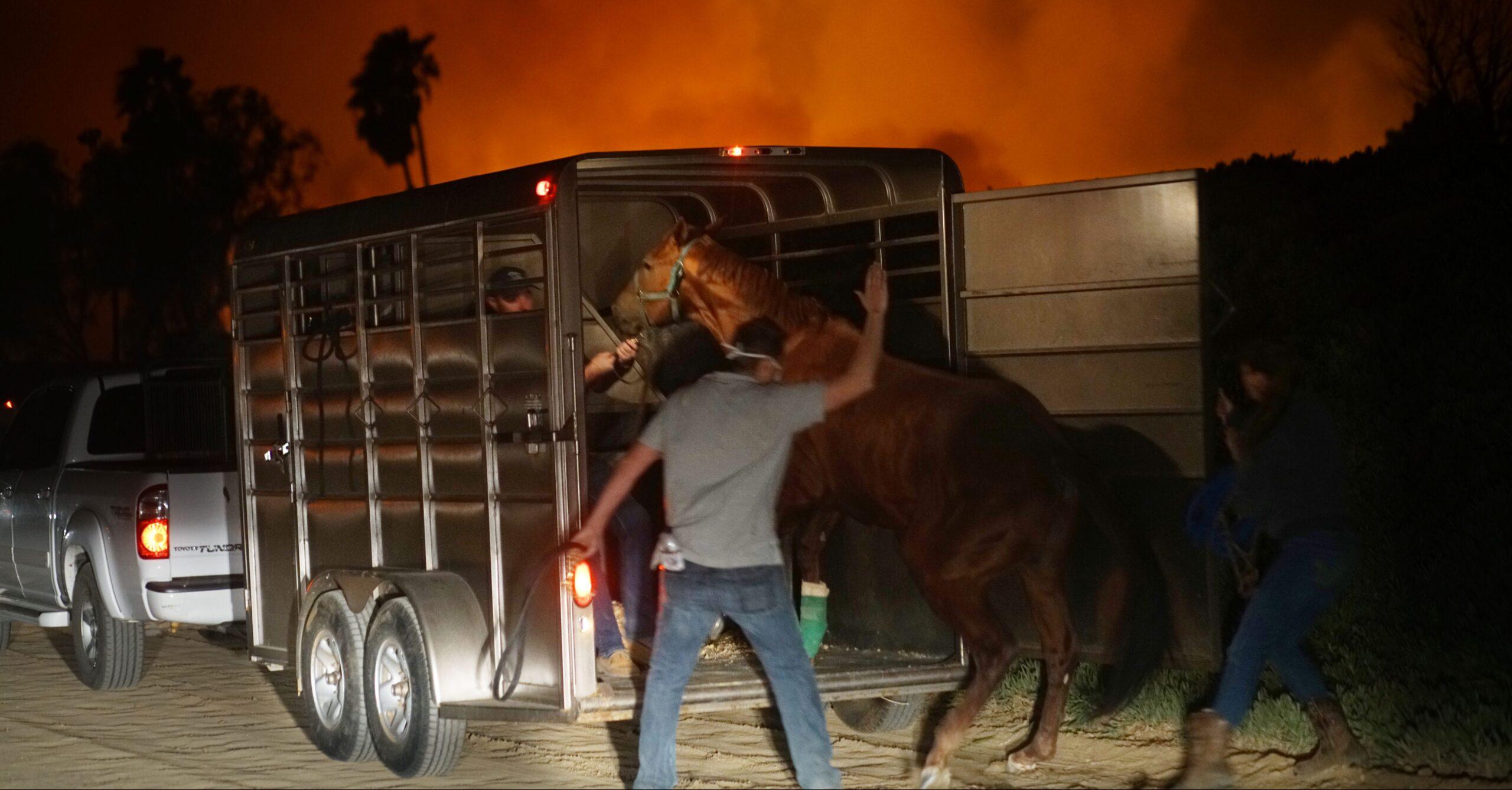 Mueren quemados 30 caballos en California por incendio forestal; estaban encerrados