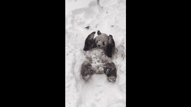 La tormenta de nieve trajo diversión a este hermoso panda