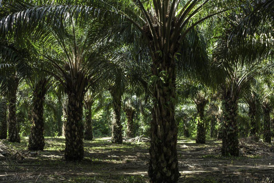 La palma africana, una de las principales amenazas para la selva Lacandona, advierten investigadores