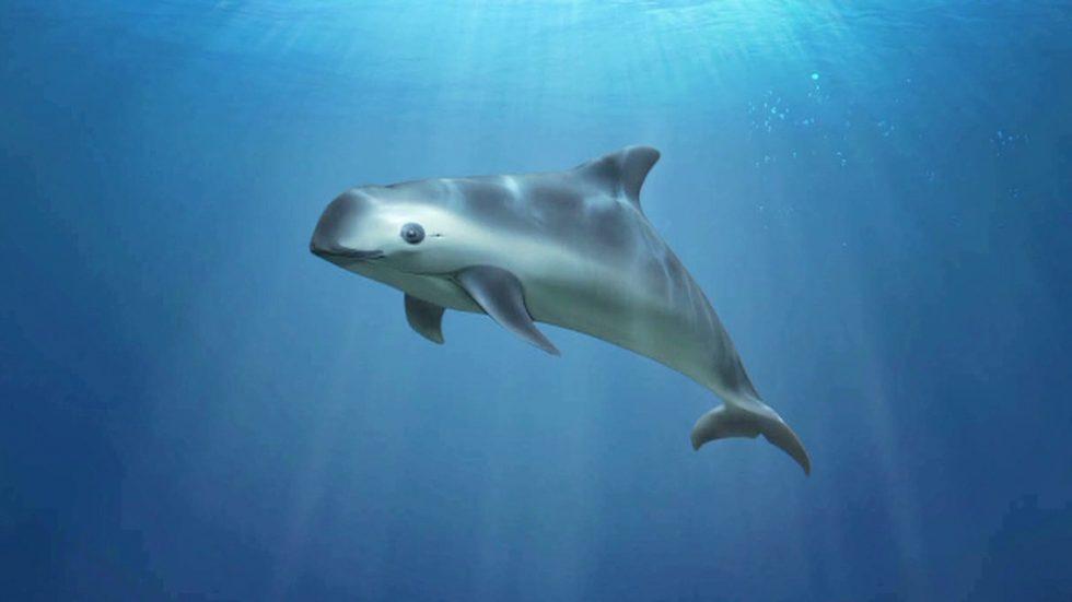 Crece riesgo de extinción de vaquita marina en México al fracasar rescate