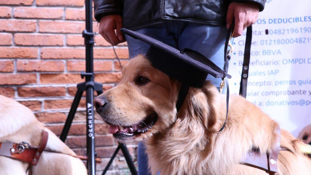 Graduación de perros guía de personas con discapacidad visual