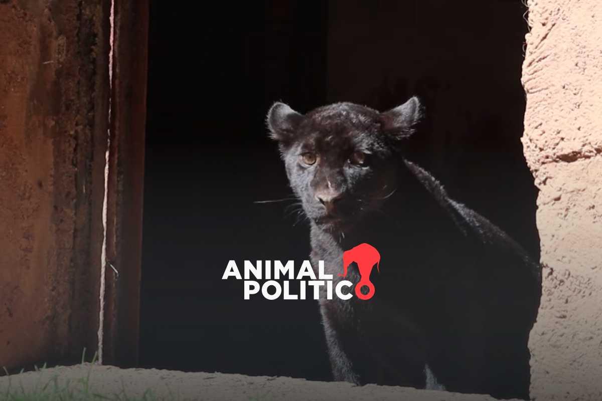 jaguar-zoologico-morelia-denuncia