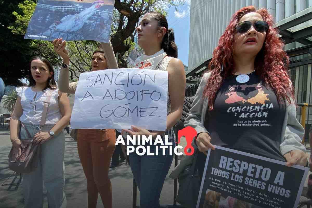 Organizaciones piden destitución de Adolfo Gómez, senador de Morena, por “sacrificar” gallina