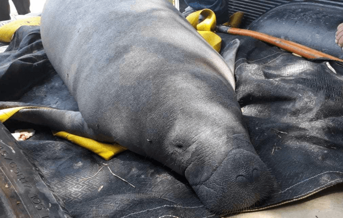 ¿Por qué murieron 48 manatíes en Tabasco? Contaminación, calor y algas, entre las causas