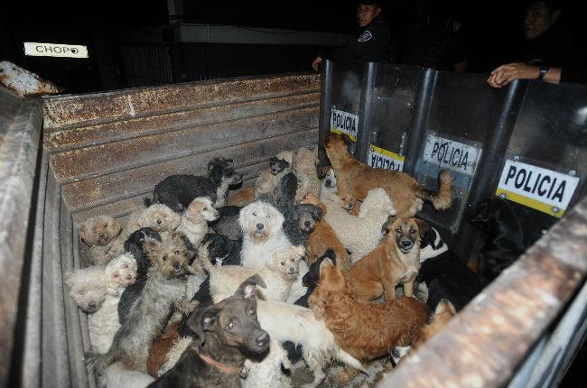 El misterioso caso de los perros envenenados en Sonora