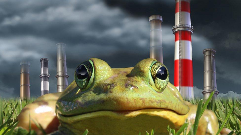 Cambio climático: que es el “efecto de la rana hervida” que hace que perdamos interés por el cambio climático