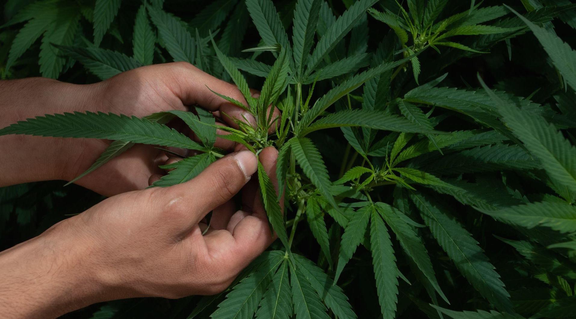 Senadores de Morena pedirán otra prórroga a la Corte para discutir hasta septiembre regulación cannabis