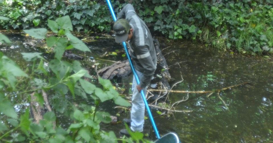 ¿Por qué murieron decenas de peces en un lago del Bosque de Chapultepec?