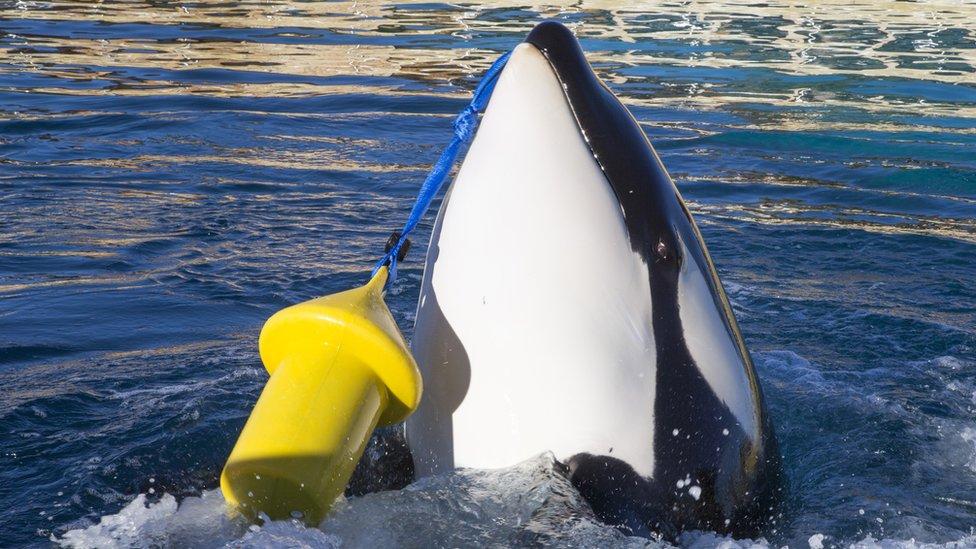 Wikie, la primera ballena orca que puede imitar el habla humana diciendo “hola” y “adiós”