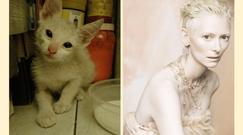 #HogarNecesario: Los famosos gatitos y perritos en adopción de esta semana