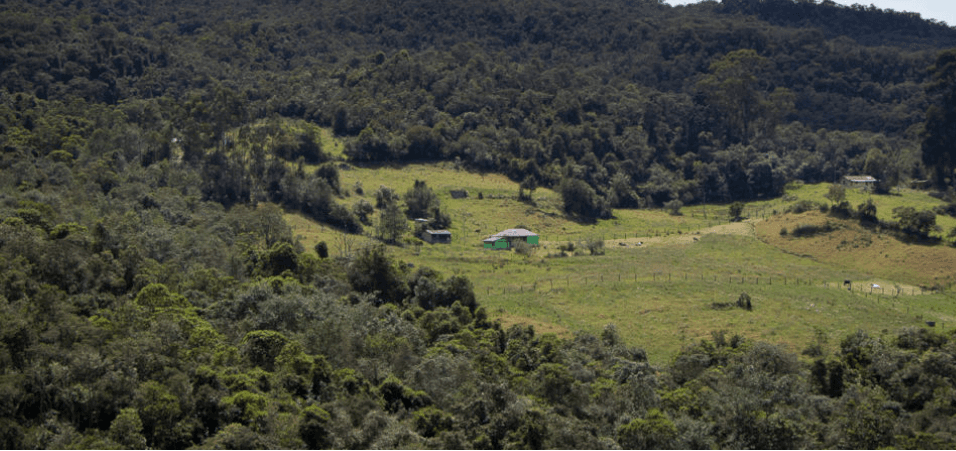 Bosques Tropicales: cada día es más urgente su conservación