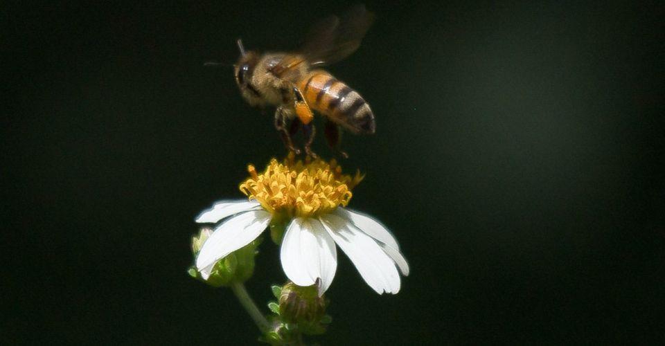 ¿Cómo producir alimentos sin terminar con la diversidad de abejas?