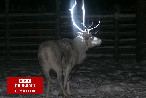 Finlandia estrena “renos fluorescentes” para evitar accidentes del tránsito